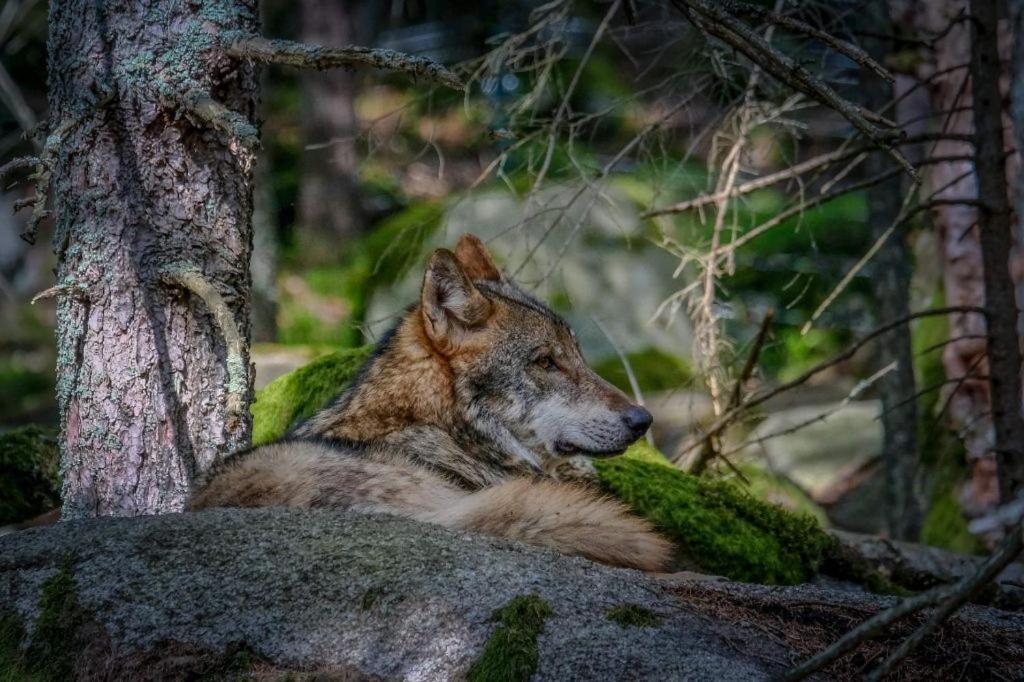 Horska Kvilda - Ubytovani U Chvalu Buitenkant foto